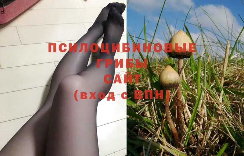 Псилоцибиновые грибы Psilocybe  где купить   Уссурийск 